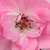 Rose - Rosiers polyantha - Kempelen Farkas emléke